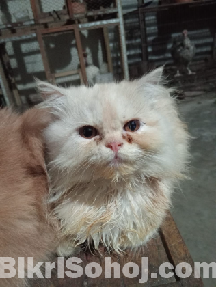 Parsian cat